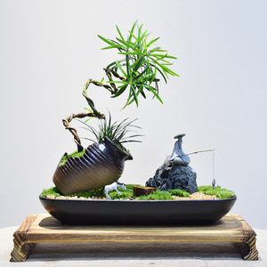 罗汉松盆景螺旋造型盆栽室内书房办公桌面观赏微景观好养送礼绿植