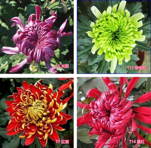 8元12棵四季开花杭州白菊食用菊花盆栽室内观花植物