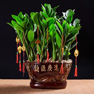 宠物及园艺 盆栽,盆景 盆栽 金钱树盆栽植物室内家庭