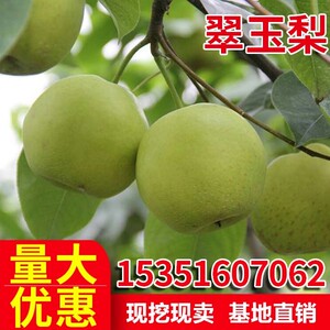 嫁接梨新品种翠玉梨 518梨树苗 翡翠梨苗 早熟梨树苗结果当年包邮