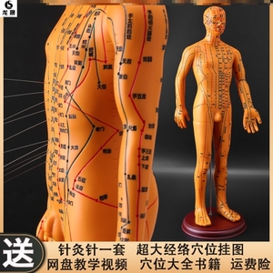 假人筋络图解养生馆人体穴位模型人偶筋脉软胶医用培训练手彩色