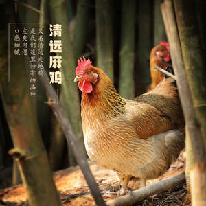 【清远鸡鲜活】清远鸡鲜活品牌,价格 - 阿里巴巴