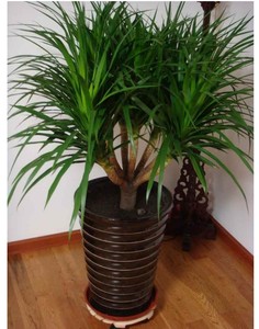 多头龙血树龙须树室内客厅大型盆栽巴西铁花卉龙铁树草观叶绿植物