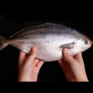 深海雪花鲳鱼500克刺少肉嫩鲜活急冻新鲜冷冻斑点鲳鱼类海鲜水产