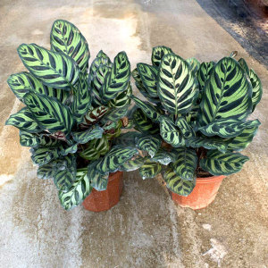 新款大孔雀面芋盆栽眼猫彩叶植物室内桌竹客厅耐旱花卉四季常青.