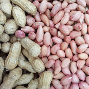 新款山东威海红皮大花生米原味农家瘪子生花生仁鲁花特产坚果零食