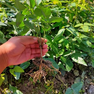 八月瓜树苗八月炸九月瓜野果爬藤树苗带叶发货来年结果 二年年苗