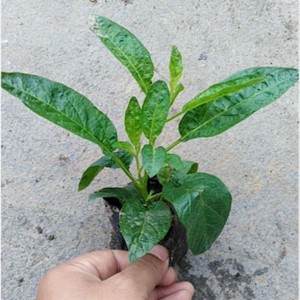 嫁接人参苗果树