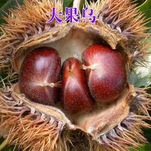 大果乌板栗树苗 油栗苗封开油栗苗 嫁接栗子树苗南方北方种植果树