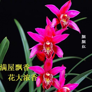 超香 胭脂红 室内盆栽花兰花