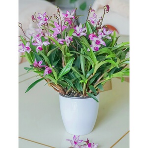 石斛兰暗香文心兰大花蕙兰多年生阳台室内开花绿植