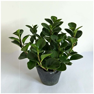 福运驱蚊豆瓣绿苗碧玉盆栽室内家居大植物吸甲醛防辐射吸烟树净化