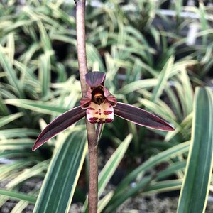 兰花苗 日向 金边墨兰浓香型 高档线艺冬m季花苞花卉绿植盆栽包邮