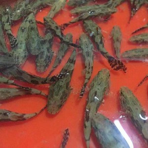 高端鱼鱼淡水养殖鱼苗呆子苗苗云斑尖塘鳢鱼苗虎头u鱼沙塘鳢笋奢