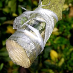 果树苗树嫁接专用塑料薄膜防尘保温 嫁接膜 包扎带打结膜架接蜡锈