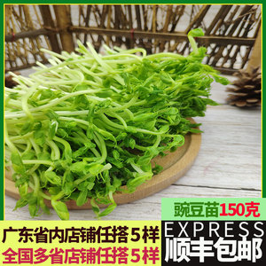 新鲜豌豆苗 现摘豆苗每盒 180g/5.8元 广州深圳同城配