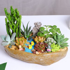 多肉植物组合大盆栽景观