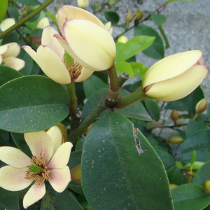 【紫色含笑花】紫色含笑花品牌,价格 - 阿里巴巴