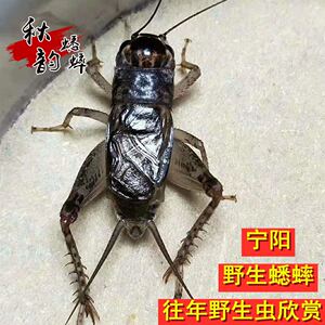 山东宁阳宁津乐陵野生蟋蟀蛐蛐 宁阳团队自抓野生斗蟋 包邮包活