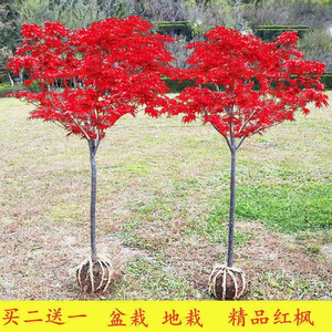 枫叶树苗红枫小苗树木盆栽适合院子种的院r子植物珍贵名树喜阳耐