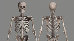 人体全身骨骼结构骨架骨头骷髅头骨3d模型带贴图3dmax FBX OBJ