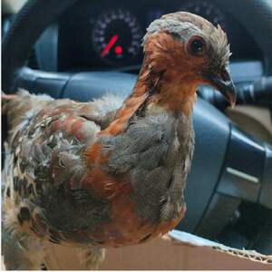 标本羽毛演示人工假竹鸡假媒仿真竹鸡魅惑教学摆件假媒鸡假鸡模型