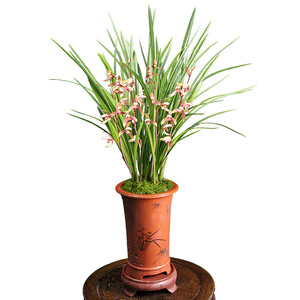 【兰花金嘴大青】兰花金嘴大青品牌,价格 - 阿里巴巴