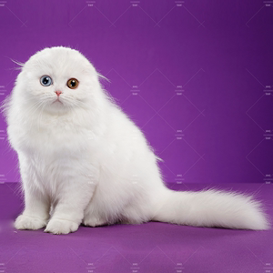 淡紫色蓝猫图片