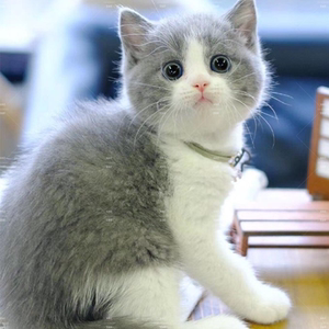 重庆/实体上门/英短猫蓝白猫幼崽 纯种白蓝 英短活体折耳仙女幼猫
