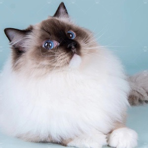布偶猫幼猫成都产品的详细参数,实时报价,价格行情,优质批发/供应等