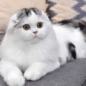 成都/全国连锁/苏格兰折耳猫幼猫 纯种 活体美短幼崽家养猫小奶猫