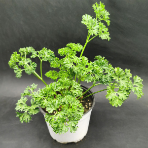 欧芹盆栽 皱叶欧芹 意大利欧芹 西餐调味料 室内植物好养平叶欧芹