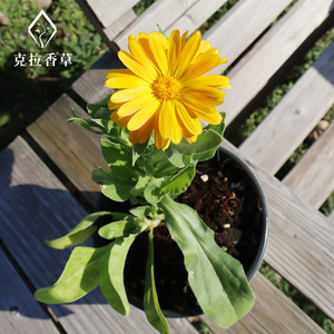 金盏菊 金盏花盆栽 新鲜可泡水 室内阳台好养开花植物绿植