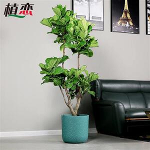 老桩琴叶榕盆栽室u内大型植物北欧风网红大叶绿植办公室北京欧洲