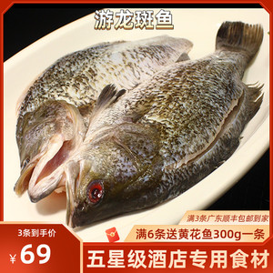 游龙斑500g左右 龙斑鱼金目鲈鱼 新鲜冷冻野生酒店饭店餐饮用食材