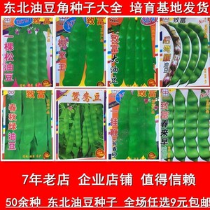 东北油豆角种子一挂鞭长春60将军豆鸳鸯豆黄金沟后弯腰绿油豆春秋