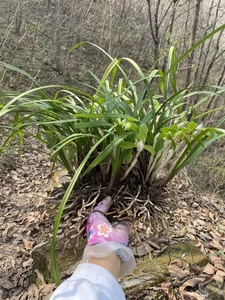 秦岭浓香型蕙兰春兰 兰花苗兰草花带花苞客厅庭院绿植花卉盆栽