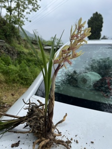 50花芊家旗舰店天猫秦岭红香妃 蕙兰 兰花浓香型兰草 绿植四季0人