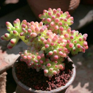 多肉植物果冻乙女心缀化大株老桩云南新品种肉肉绿植盆栽