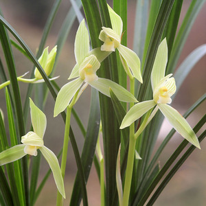 白花春剑素 莲瓣兰春兰四季兰幽香兰花名品素花白色家居绿植包邮
