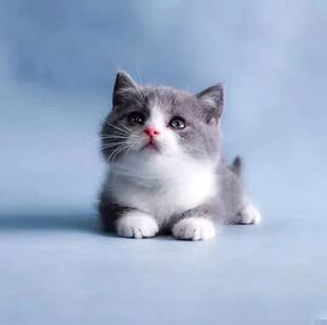 无偿免费领养蓝白英短美国短毛猫宠物猫幼猫活体宠物出售纯种猫咪