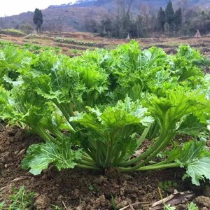 香菜种子 四川重庆香芥菜 庭院阳台田园农家 春夏秋四季 蔬菜种子