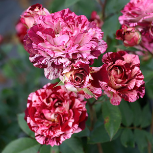海蒂的花园 百丽埃斯皮诺斯直立条纹月季丰花多头阳台花卉盆栽苗