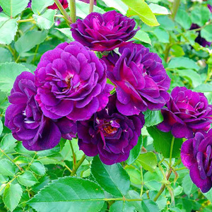 深夜之蓝(midnight blue)午夜深蓝美国灌木月季蓝紫中苗4人付款20