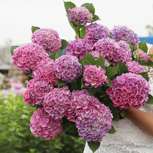 海蒂的花园史欧尼大花绣球花苗灌木阳台盆栽庭院室外耐阴花卉植物