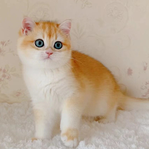 【虎斑折耳猫】虎斑折耳猫品牌,价格 - 阿里巴巴