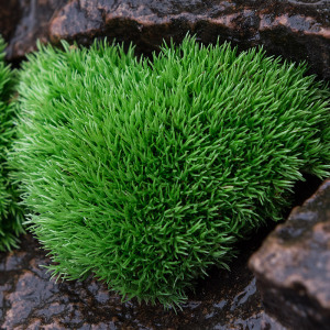 鲜活苔藓白发藓微景观生态瓶植物盆栽桌面盆景雨林水陆缸造景青苔