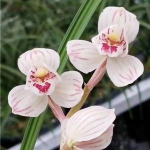 名品绿植阳台开花琢盆q栽天兰花庭院当年非常容易荷草本花卉莲瓣