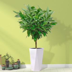 平安树大颗老桩盆栽办公室客厅前台净化空气四季常青室内大型绿植