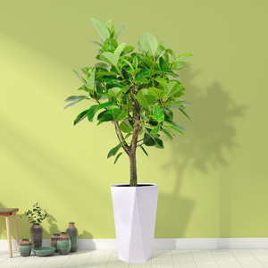 富贵榕盆栽花叶青叶黄金榕北欧客厅办公室观叶吸甲醇室内大型绿植